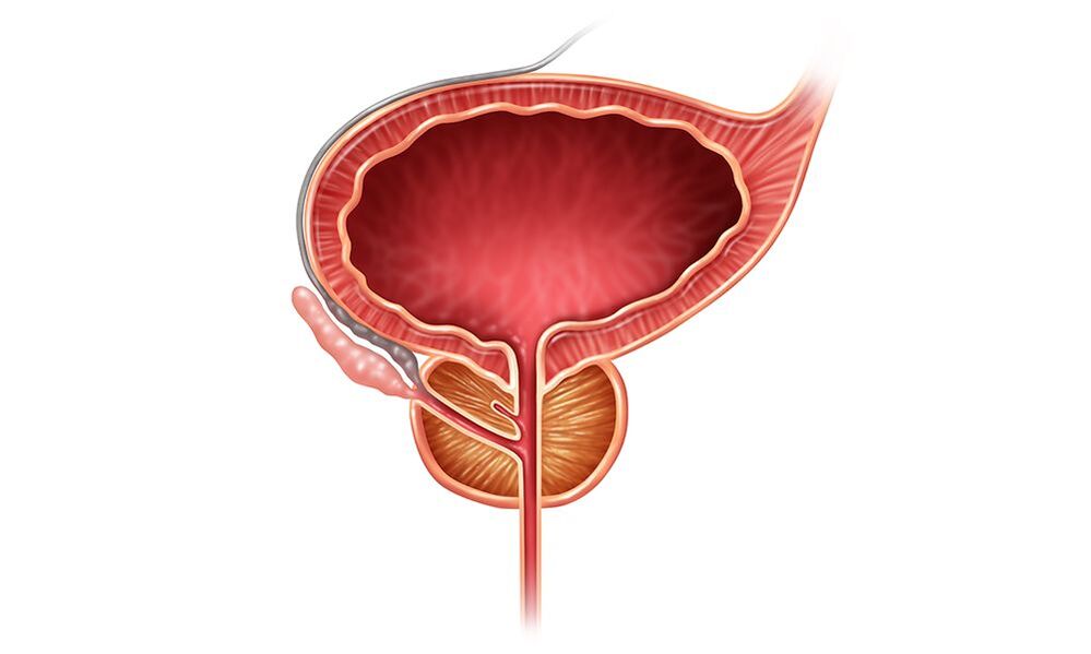 Lage der Prostata bei Männern